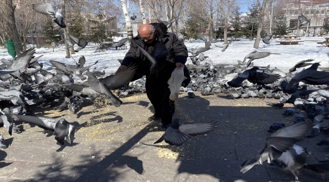 Emekli itfaiyeci karla kaplı Ardahan'da aç kalan güvercinleri besliyor