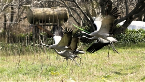Göç yolundaki turnalar, Kastamonu'da mola verdi