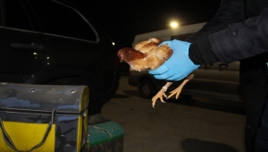 Kapıkule'de gümrük sahasına bırakılmış 34 yavru dövüş horozu bulundu