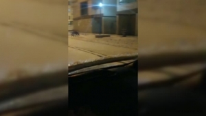 Kayseri İncesu'da aç kalan kurt ilçe merkezine indi