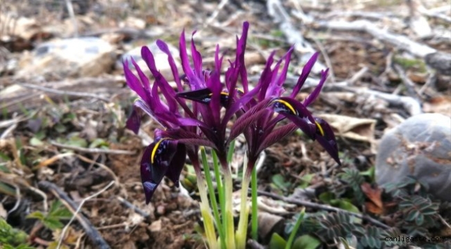 Kayseri'ye özgü endemik bitki "kır navruzu" çiçek açtı