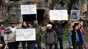 Muğla'da bir köpeğin ağaca asılarak öldürülmesi tepki gördü