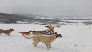 Samsun'da kardan etkilenen sokak hayvanları için doğaya 2 ton mama bırakıldı