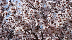 Tekirdağ'da çiçeklenen badem ağaçları Ganos eteklerine renk saçtı