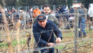 Tekirdağ'da üreticiler asma budama için yarıştı