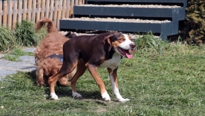 Veteriner kliniği kısa omurga sendromlu köpek Çakıl'ın yuvası oldu