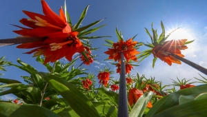 "Ağlayan gelin" Van'da doğayı renklendirdi