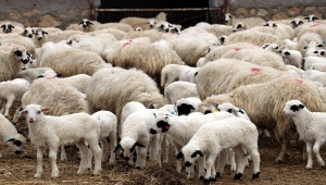 Amasya'da süt kuzularının anneleriyle buluşma anı görüntülendi