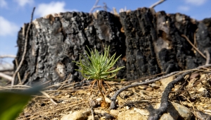 Antalya'da yanan ormanlar, küllerinden doğuyor