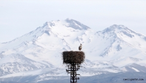 Baharın müjdecisi leylekler Kayseri'ye gelmeye başladı