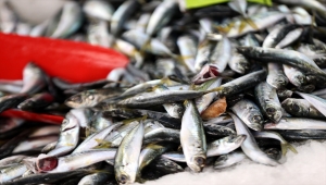 Batı Karadeniz'de havaların ısınmasıyla avlanan istavrit tezgahların gözdesi oldu