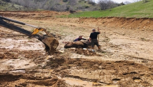Bingöl'de çamura saplanan ineği itfaiye ekipleri kurtardı