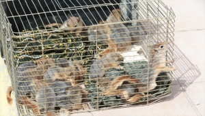 Bolu'da yolcu otobüsünde 63 sincap yavrusu ele geçirildi