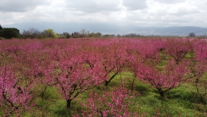 Bursa'daki şeftali bahçeleri pembeye büründü