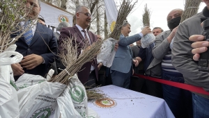 Çorum'da çiftçilere 22 bin badem ve mahlep fidanı dağıtıldı