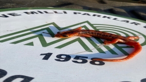 Göcek Semenderi'ni yurt dışına göndermeye çalışan şüpheliye 600 bin lira ceza