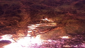 GÜNCELLEME - İzmir'de ormanlık alanda çıkan yangın kontrol altına alındı 