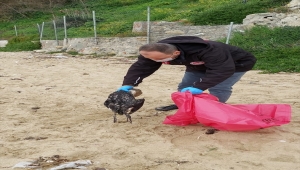 GÜNCELLEME - Sinop'ta kara gerdanlı dalgıç kuşu ölümlerine ilişkin inceleme başlatıldı