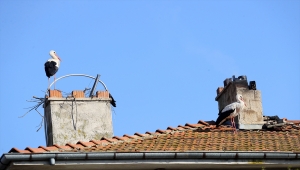 İklim krizi ve sıra dışı hava olayları leyleklerin göçünü aksatabiliyor