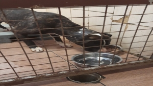 İstanbul'da bir kişiye saldıran pitbull cinsi köpek muhafaza altına alındı