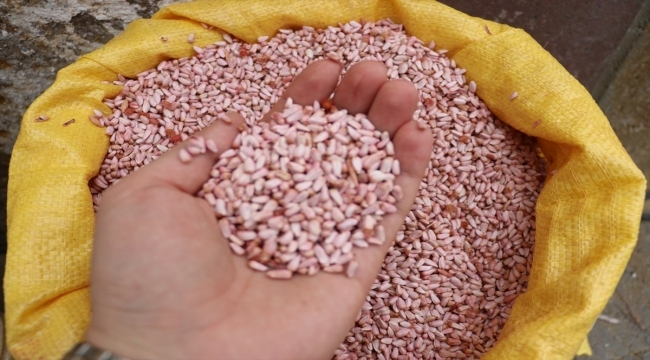 Kayseri'de çiftçilere ücretsiz 18 ton aspir tohumu dağıtıldı