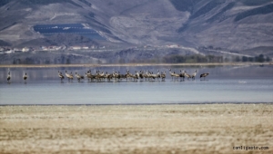 Kayseri'deki Sultan Sazlığı Milli Parkı'nda turnalar görüntülendi
