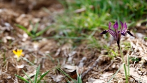 Kır navruzunu koparmanın cezası 109 bin lira