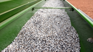 Kırıkkale'de kuraklıktan etkilenen çiftçiler çörek otuna yöneldi