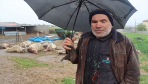 Kırklareli'nde kurtların saldırdığı 15 koyun telef oldu