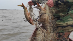 Kızılırmak Kuş Cenneti'nde kaçak avlanan sazan balıkları suya salındı