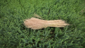 Kuraklığa dayanıklı ketenin üretimi yeni yerli tohumlarla artacak