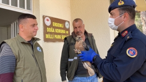 Mersin'de jandarmanın bulduğu yaralı şahin tedaviye alındı 