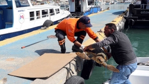 Mersin'de yaralı bulunan deniz kaplumbağası tedaviye alındı