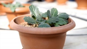 Nesli tükenme tehlikesi altındaki 2 bitki türü, Elazığ'da laboratuvarda üretildi