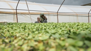 Nevşehir'de fırtına minareyi yıktı, seralara zarar verdi