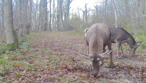 Ormanya'da yaban hayatı fotokapanlara yansıdı