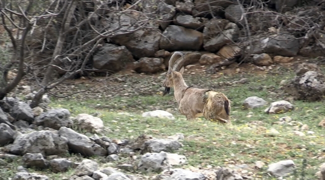 Özel bakımla yaşama tutunan dağ keçisi Adıyaman'da doğaya bırakıldı