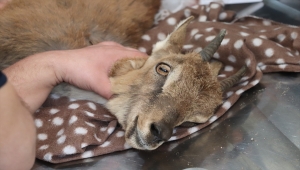 Siirt'te yaralı bulunan yabani dağ keçisi tedavi altına alındı