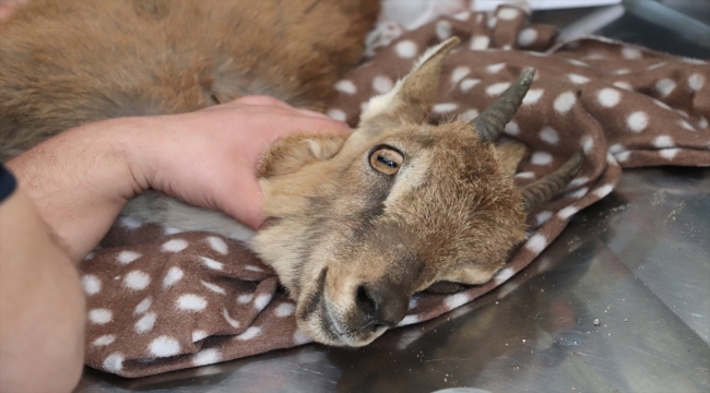 Siirt'te yaralı bulunan yabani dağ keçisi tedavi altına alındı