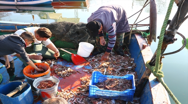 Tekirdağ'daki küçük tekne balıkçıları kıyıya karidesle dönüyor