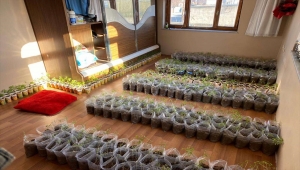 Van'da evde 3 bin 744 kök kenevir ele geçirildi