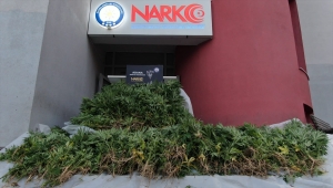 Adana'da mısır tarlasında Hint keneviri yetiştiren zanlı tutuklandı