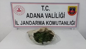 Adana'da orman arazisinde kenevir yetiştiren iki zanlı yakalandı