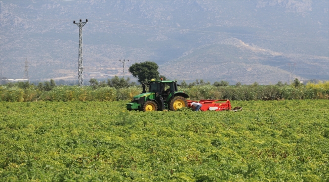 Adana'da patates ve soğan hasadı devam ediyor