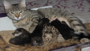 Bursa'da köpeklerden kaçan tavşan yavrusuna kedi annelik ediyor