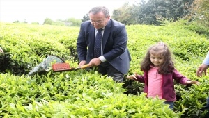ÇAYKUR 2022 yılı birinci sürgün yaş çay alımlarına başladı