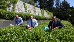 ÇAYKUR, 2022 yılı kampanyasının ilk gününde 13 ton yaş çay aldı