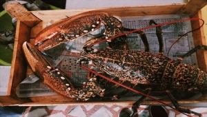 Edirne'de 5 kiloluk ıstakoz yakalandı