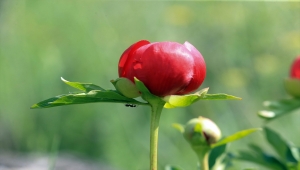 Ender görülen şakayık türü İtecik Lalesi, Uşak'ta çiçek açtı