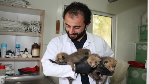 Erzurum'da öksüz kalan 4 tilki yavrusu korumaya alındı